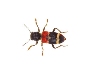 Wood beetle on white isolated background
