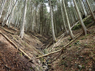 stream in the forest