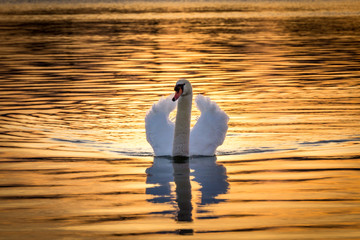 Schwan in Gold