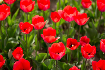 Fototapeta na wymiar Beautiful red tulips in nature