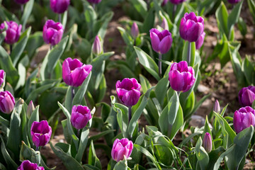 Beautiful purple tulips in nature