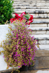 Close-up flowers begonia outside in a pot.