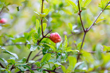 Large drops of dew or rain on the flowers, branches and leaves.