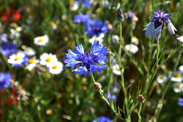 Kornblume, Nahaufnahme