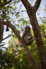 Island scene in near Cat Ba Island, Vietnam