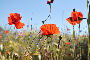 rote Klatschmohn Blüten mit Knospen und Samen, Nahaufname