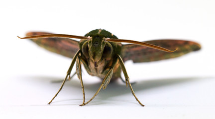Brown hawk moth front view macro photo on white. Adult Sphingidae butterfly studio shot