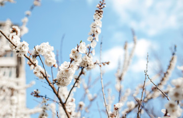 Flowering apricot branches against the sky