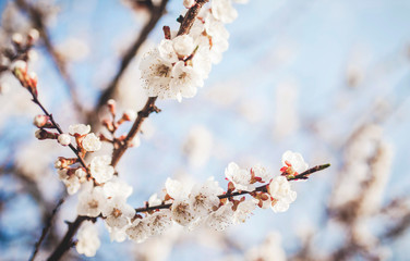 Flowering apricot branches against the sky