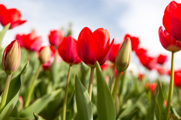Beautiful red tulips in nature