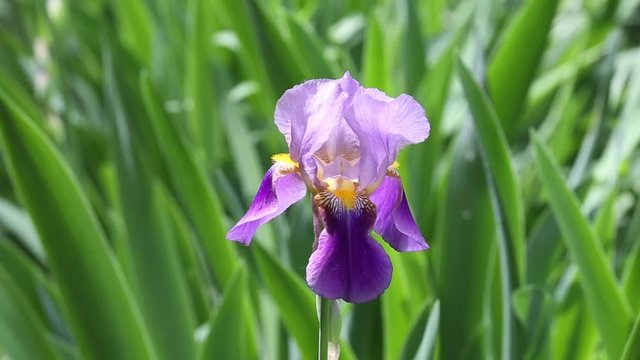 Close up of a purple iris flower in garden with movement in the wind.