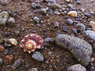 Pink shell on brown sand beach with pebbles. Spiral sea shell on tropical beach.