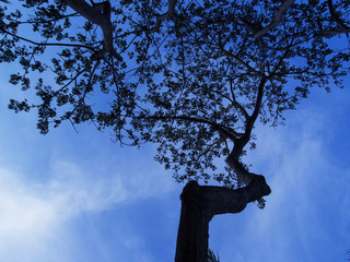 Fototapeta na wymiar Old tree branch silhouette on blue sky. Bushy oak branch with leaves ornament.
