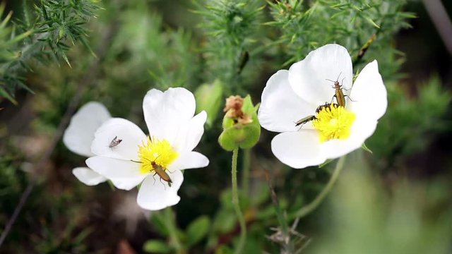 Chrysanthia nigricornis bugs and a Cetonia beetle on Cistus salviifolius (sage-leaved, rock-rose) wild flowers in nature