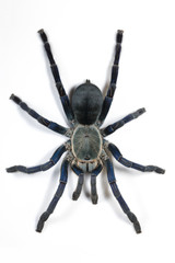 Cyriopagopus lividus