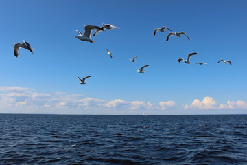 flight of a white seagulls over sea