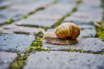 Roman snail