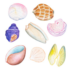 Watercolor shells on white background hand-drawn illustration.