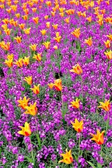 Obraz premium Jardin orange et violet