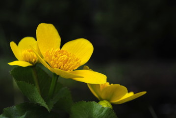 Żółty wiosenny kwiat jaskra, knieć błotna