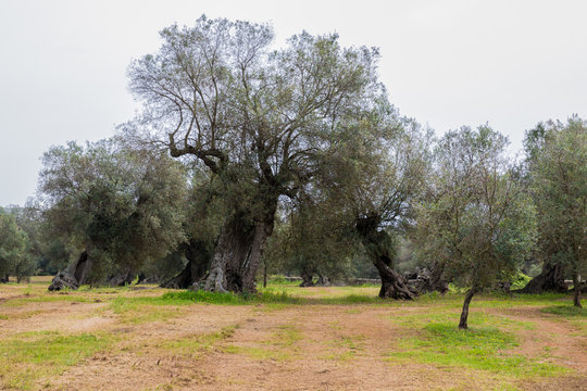 Olivenbäume in Italien