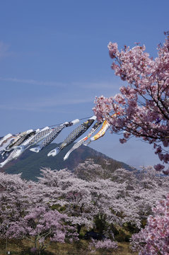 満開の桜と鯉のぼり