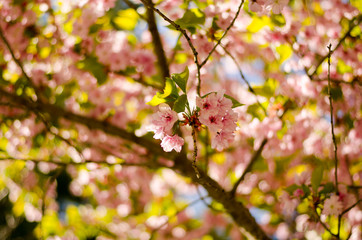 Obraz premium Japanese cherry blossom tree