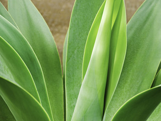 Fototapeta na wymiar Agave plant close up