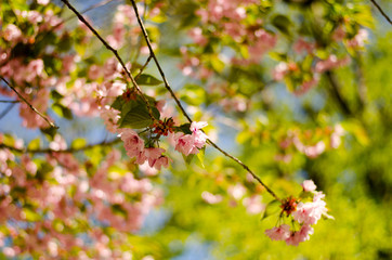 Japanese cherry blossom tree