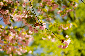 Japanese cherry blossom tree