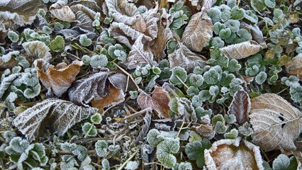 Frost & Leaves