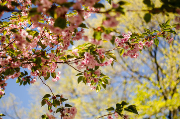 Japanese cherry blossom tree