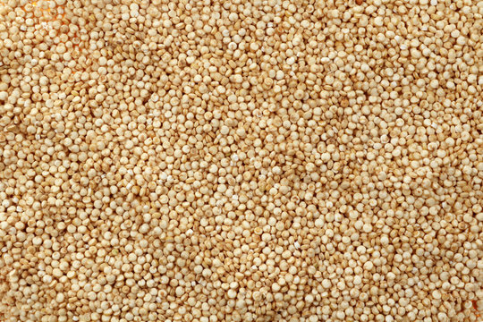 Quinoa Chenopodium quinoa Samen