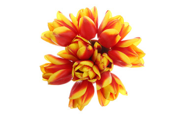 Obraz premium Tulpen