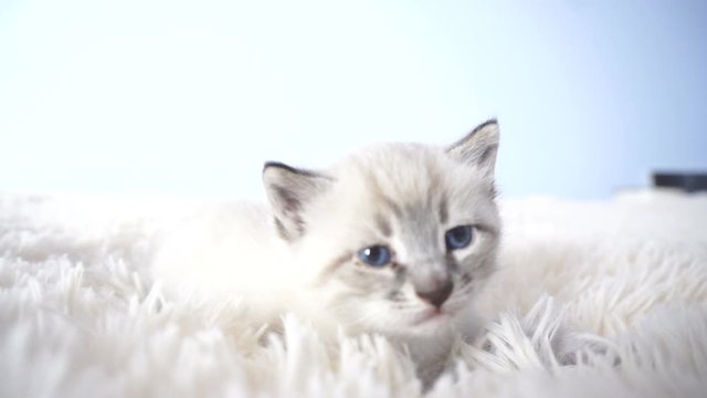 little kitten with blue eyes