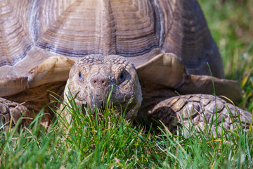 Obraz premium Tortoise