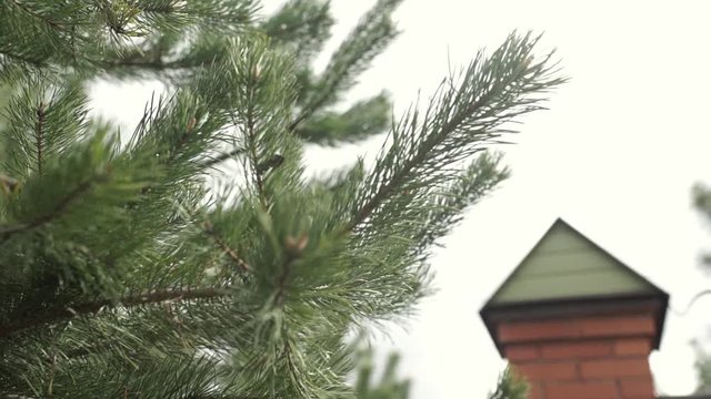 The branches of fur-tree. Evergreen fir pine tree branch. Blue and green spruce needles on a branches. Green prickly branches of a fur-tree or pine
