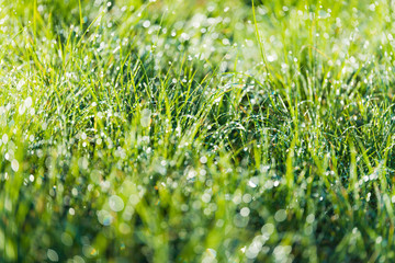 Bokeh dew on the grass