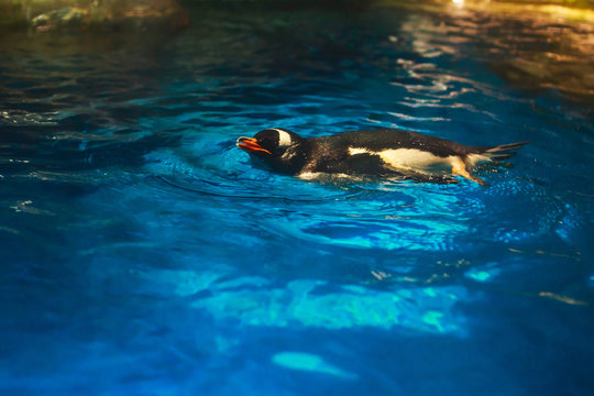 Cute penguin swims in blue water with a big splash