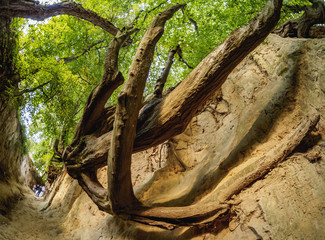 Poland, Lublin Voivodeship, Kazimierz Landscape Park, Gorge Korzeniowy Dol © Karol Kozłowski