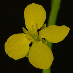 Close-up Portrait of a blossoming rapeseed - isolated in front of a black background