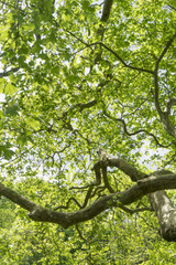 Fototapeta premium Branches and leaves.