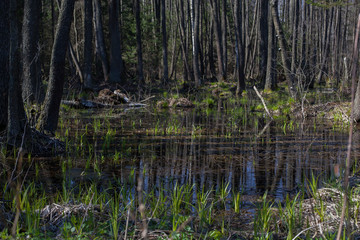 Fototapeta premium Spring floods