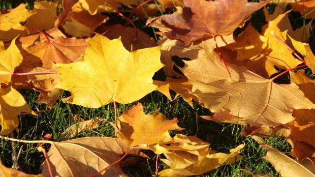 Closeup Of Autumn Leaves Falling In Pile On A Lawn 