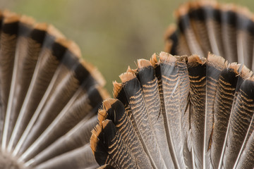Wild Turkeys © Paul Sparks