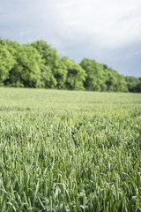 Field of green wheat, Kent UK.