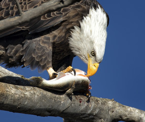 Eagle ready to eat a fish
