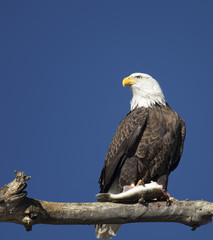 Eagle on tree limb after catching fish