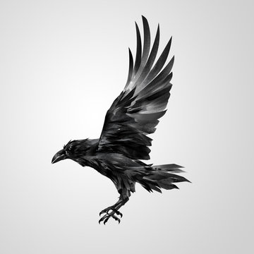 Drawn realistic flying isolated crow