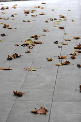 Leaves on concrete path